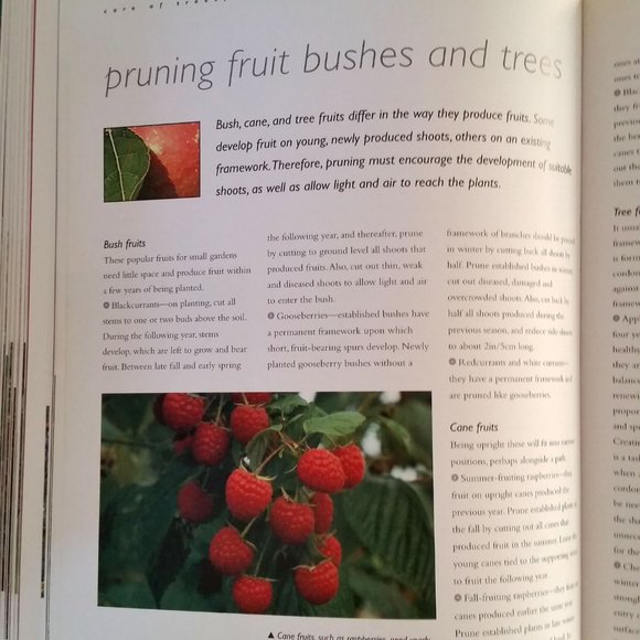 'The Small Garden' by David Squire - Picture 7 of 8